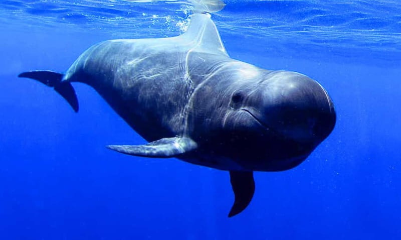 Los Gigantes: Dolphin & Whale Watching Tour on a Pirate Boat - Wildlife Spotting: Dolphins, Pilot Whales, and What to Do While You Wait