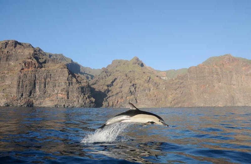 Los Gigantes: Dolphin & Whale Watching Tour on a Pirate Boat - Masca and Los Gigantes Cliffs: The Views That Make the Boat Time Worth It
