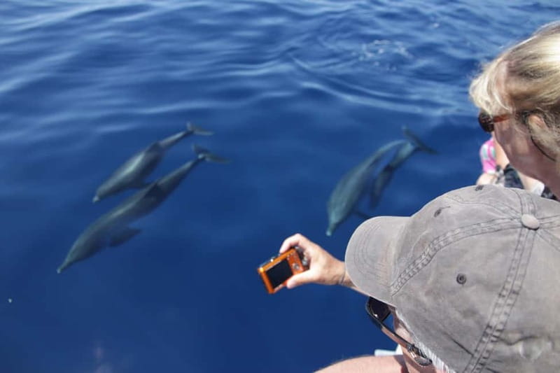 Los Gigantes: Whale or Dolphin Watching Tour and Swim in Masca - Setting off from Los Gigantes, fast and simple