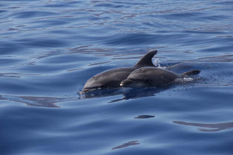 Los Gigantes: Whale or Dolphin Watching Tour and Swim in Masca - Price and value: is $33 a fair deal?