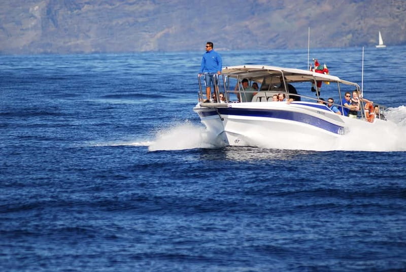 Los Gigantes: Whale or Dolphin Watching Tour and Swim in Masca - Whale or dolphin watching: what the 15 minutes is really for