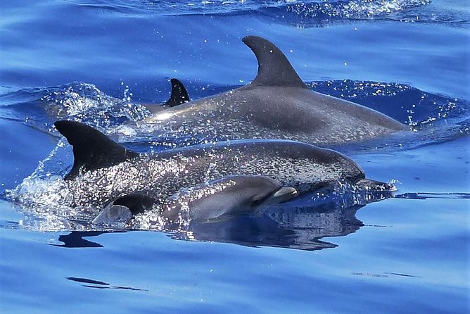 Los Gigantes Whale Watching Charter by Sail Boat - Key Things I’d Plan Around