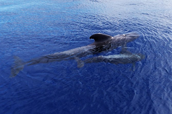 Los Gigantes Whale Watching Charter by Sail Boat - Staff on Board: The Difference Small Groups Make