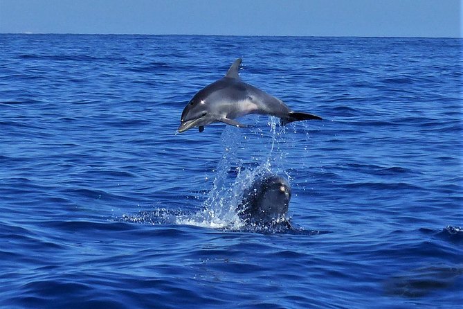Los Gigantes Whale Watching Charter by Sail Boat - Logistics That Matter: Getting to the Boat and Back