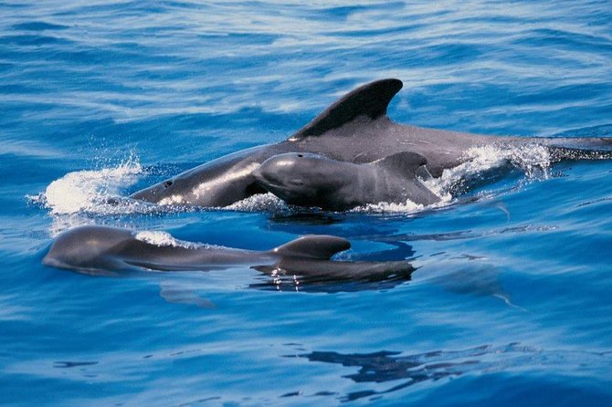 Luxury 3 Hour Yacht Private Charter - Key things to know before you book