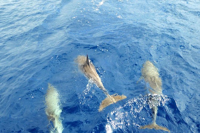 Luxury Opera 60 Whale & Dolphin Watching Experience - Group size: why max 15 travelers feels different on this boat