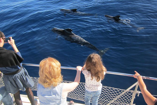 Most Famous Catamaran in Tenerife Island (2 hours and 3 hours tours) - Wildlife spotting that feels respectful, not chaotic