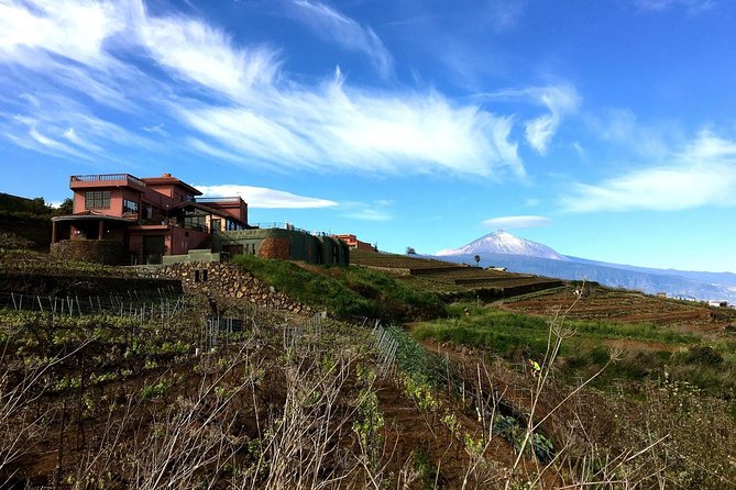 Mount Teide and Tenerife North with Food & Wine Tasting Private Tour - Down the La Orotava valley to El Sauzal vineyards