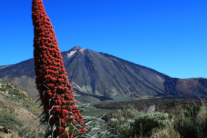 Mount Teide Quad Day Trip in Tenerife National Park - Should you book the Mount Teide Quad Day Trip?