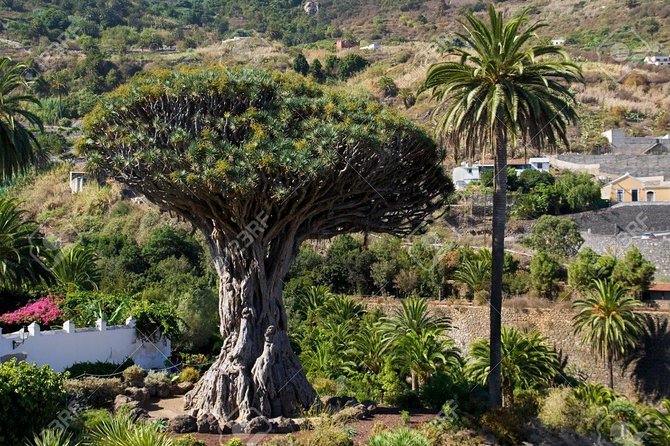 Mt. Teide and Masca Valley Tour in Tenerife - Masca Valley village: gorgeous, tight timing, and mountain-road intensity