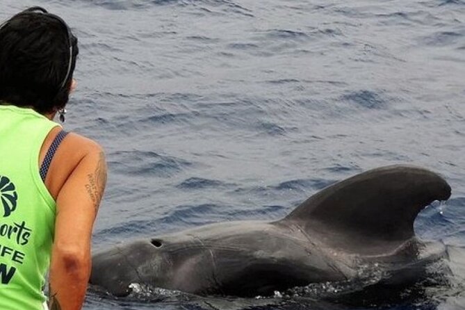 No chase Whale & Dolphin tour putting Marine Life first - we care - Key things you should know before you go