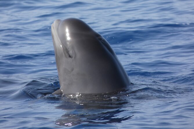 No chase Whale & Dolphin tour putting Marine Life first - we care - The no-chase marine-watching style that actually changes the vibe