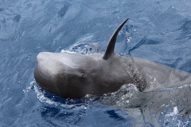 No chase Whale & Dolphin tour putting Marine Life first - we care - Teide views and south-coast scenery while you wait for whales