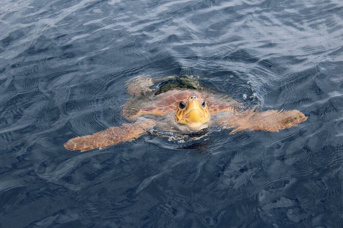 No chase Whale & Dolphin tour putting Marine Life first - we care - What marine life you might spot off Tenerife