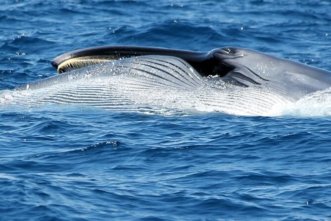 No chase Whale & Dolphin tour putting Marine Life first - we care - Price and value: why $30.23 can feel fair for an eco-first sail