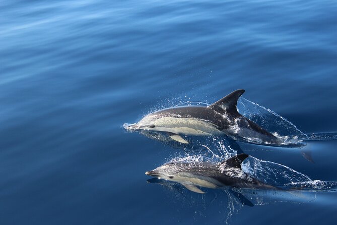 No chase Whale & Dolphin tour putting Marine Life first - we care - How the sightings work: sailing time, scanning time, and the moment it clicks