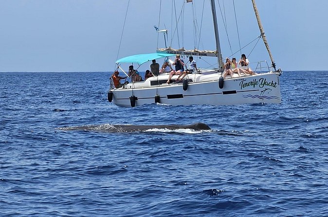 Ocean Pack Tenerife Jet Ski and Yacht Whale Watching - Where you meet in Costa Adeje (and what to do before you arrive)