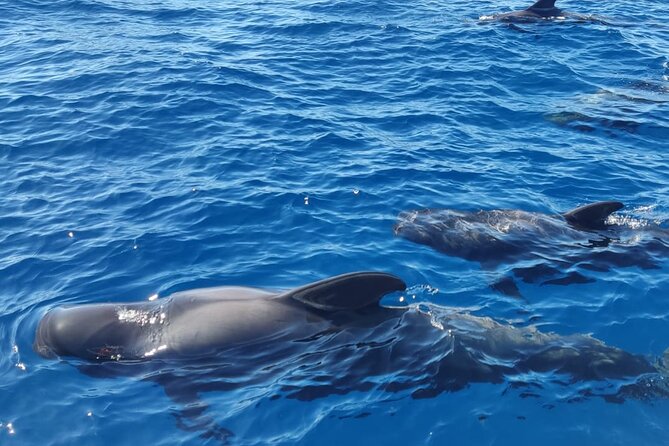 Ocean Pack Tenerife Jet Ski and Yacht Whale Watching - The guide team: why “small and guided” feels better on the water