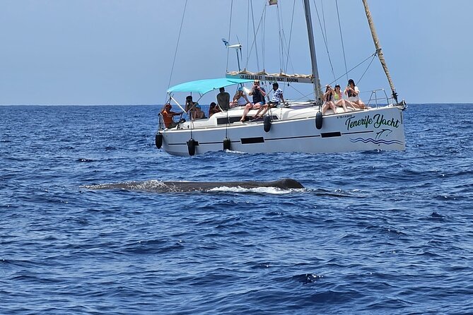 Ocean Pack Tenerife Jet Ski and Yacht Whale Watching - What the price really buys you at $156.07 per person