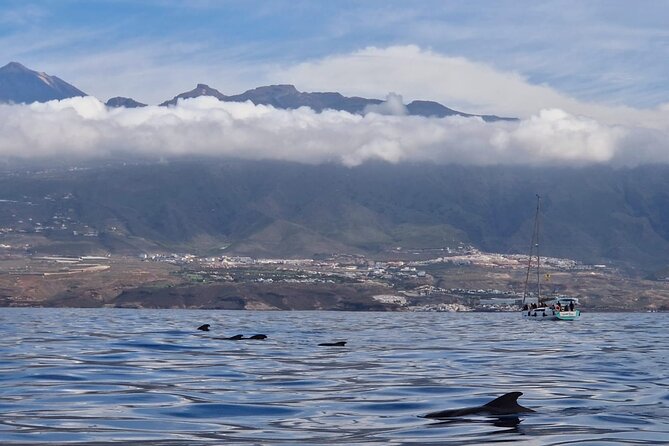 Ocean Pack Tenerife Jet Ski and Yacht Whale Watching - Who this tour suits best