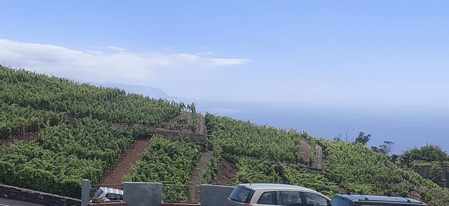 Orotava Valley: wine as a product of heroes - Your private pickup turns travel time into part of the tour