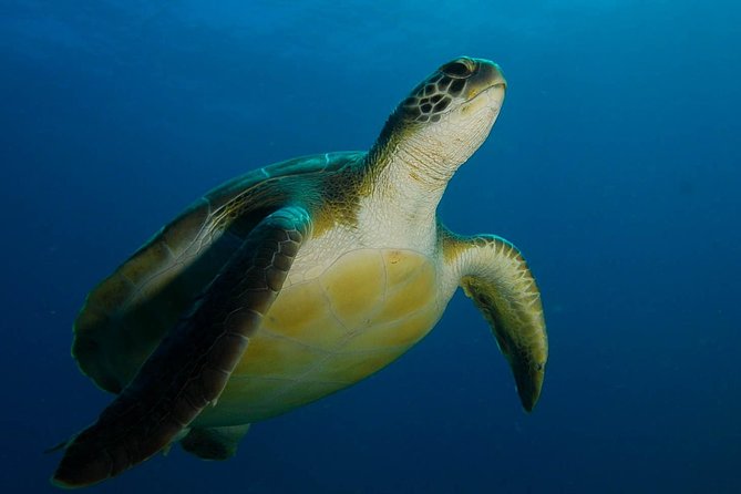 PADI Advanced Open Water Diver Course (AOWD) - 2 days - Key highlights I’d plan around