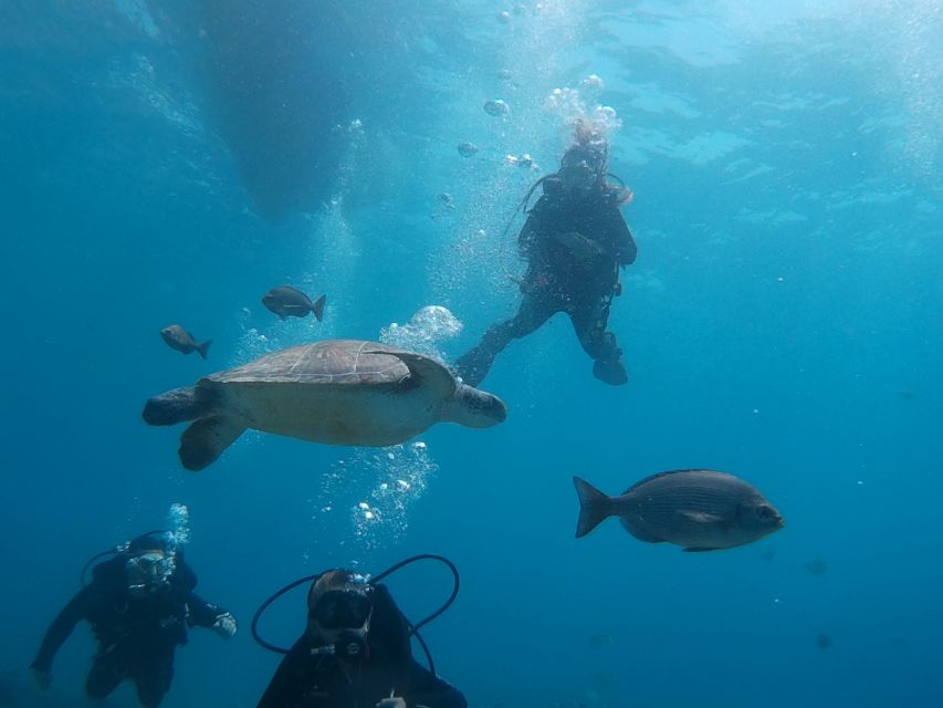 PADI Open Water Course in 3 Days - Tenerife PADI Open Water in 3 Days, and Why It’s a Solid Choice