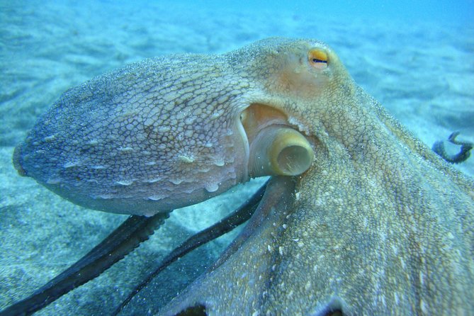 PADI Open Water Course in Costa Adeje - Key highlights you should know