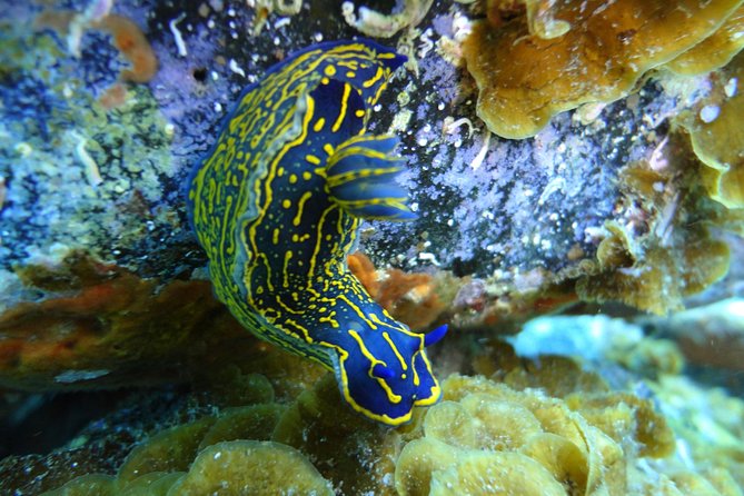 PADI Open Water Course in Costa Adeje - Open-water boat sessions: marine life, plus the reality check