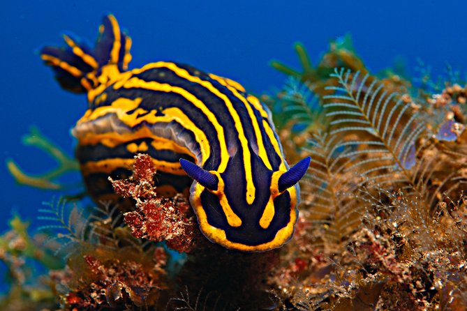 PADI Open Water Diver Course (OWD) - 2.5 days - Learning Sequence: From Calm Coaching to Confident Underwater Control
