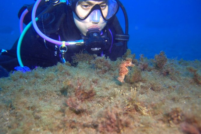 PADI Open Water Diver Course (OWD) - 2.5 days - Who This Course Suits, and Who Should Think Twice First