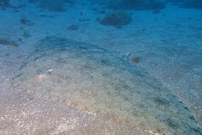 PADI Open Water Diver Course (OWD) - 2.5 days - Scubanana’s Radazul Meeting Point, and How to Get There Smoothly