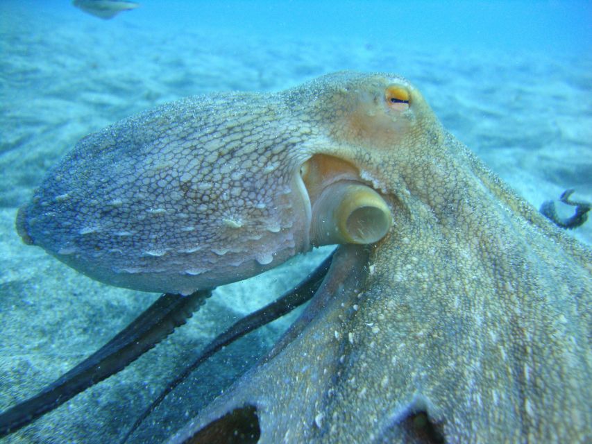 PADI Open Water Diving Course Tenerife - Tenerife is a smart choice for your PADI Open Water training