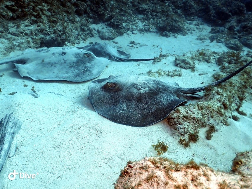 PADI Open Water Diving Course Tenerife - Instructors and group size: why you feel looked after