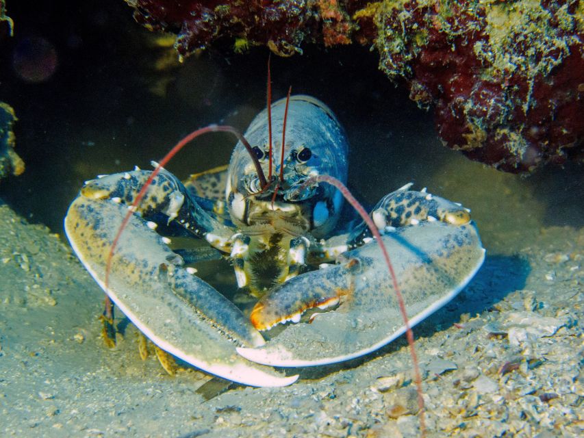 PADI Open Water Diving Course Tenerife - Gear, insurance, and what you do not have to plan