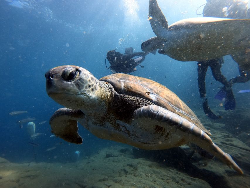 PADI Open Water Diving Course Tenerife - Getting to the training: hotel pickup and language options