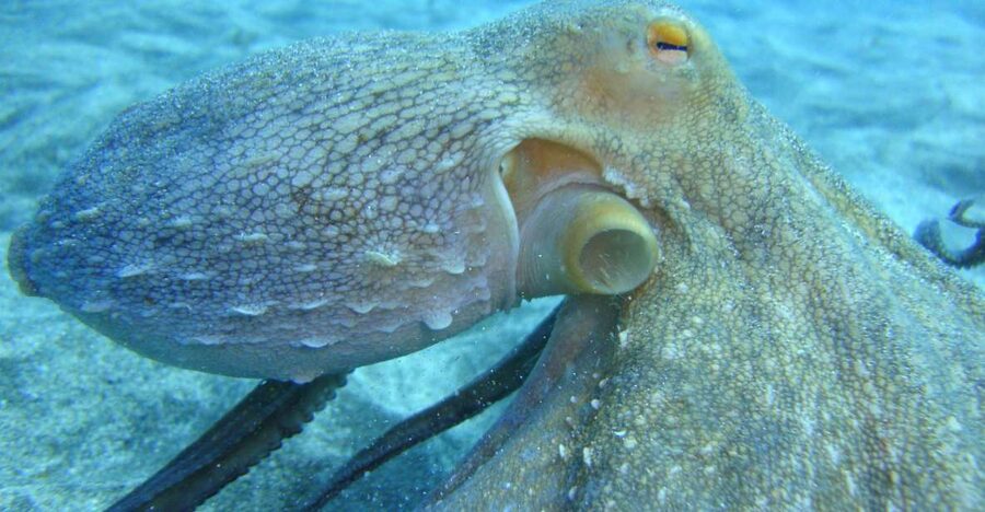 PADI Open Water Diving Course Tenerife - Certification to 18 meters: what it unlocks for future trips