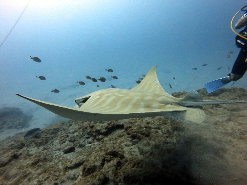 PADI Open Water Diving Course Tenerife - Price and value: what you get for about $494