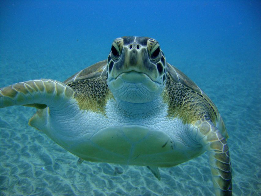 PADI Open Water Diving Course Tenerife - The 5-day schedule: theory, skills in the bay, then open-water sessions