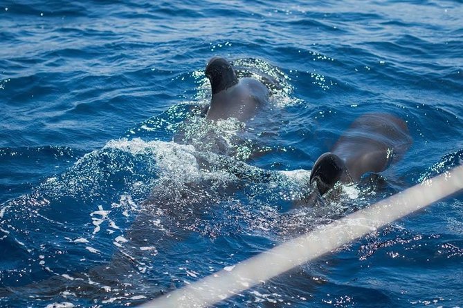 Prestigious cruiser private charter - How the wildlife watching works in practice
