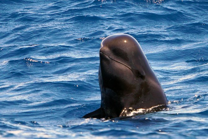 Private 2 hour Whale Watching Tour - Puerto Colón Marina dock Pantalán No. 3, parking, and boarding on time