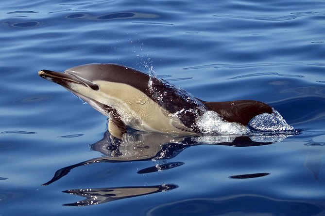 Private 2 hour Whale Watching Tour - Responsible whale watching, in plain terms that you can see