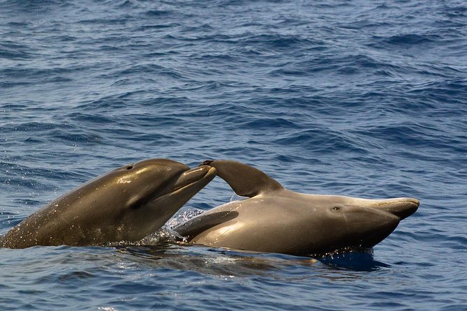 Private 2 hour Whale Watching Tour - What you might see near Costa Adeje, pilot whales and more