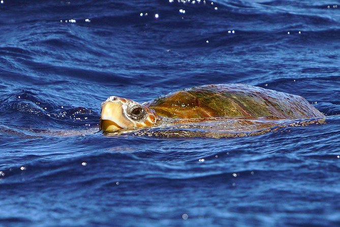 Private 2 hour Whale Watching Tour - Photos emailed after the tour, so you can actually watch
