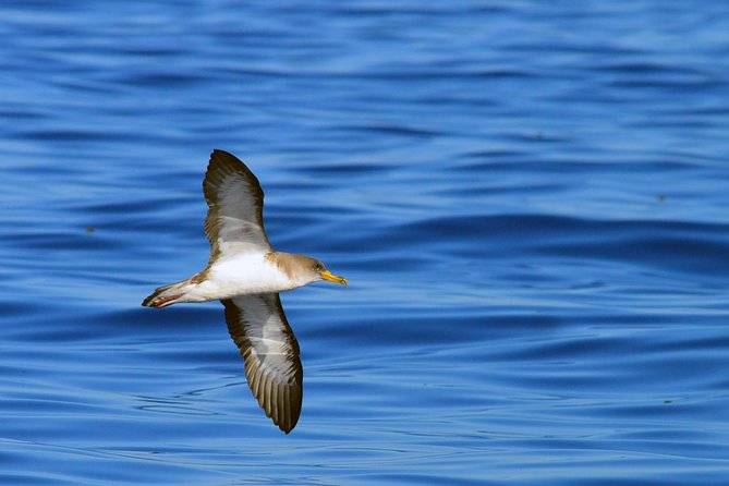 Private 2 hour Whale Watching Tour - Price and value: $617 per group for a 2-hour private outing