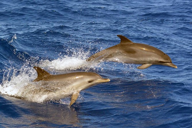 Private 2 hour Whale Watching Tour - Who should book, and who should think twice