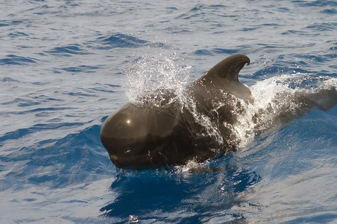 Private 2 hour Whale Watching Tour - 2 hours with a captain and a marine biologist on Tenerife’s whale zones