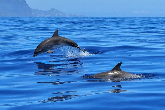 Private boat tour - Price and Value: $417 Per Group Makes Sense for the Right Plan