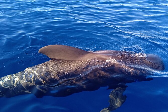 Private Charter 2 Hours Whale Watching Puerto Colon Adeje - Key things to know before you go