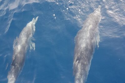 Private Charter 2 Hours Whale Watching Puerto Colon Adeje